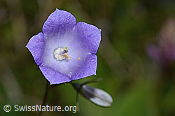 Rautenblättrige Glockenblume (Campanula rhomboidalis) (C225085)