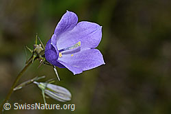 Rautenblättrige Glockenblume (Campanula rhomboidalis) (C225086)