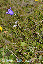 Rautenblättrige Glockenblume (Campanula rhomboidalis) (C225087)