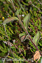 Rautenblättrige Glockenblume (Campanula rhomboidalis) (C225088)