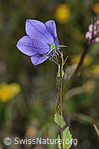 Rautenblättrige Glockenblume (Campanula rhomboidalis) (C225089)