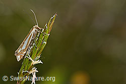 C225098: Crambus lathoniellus (Rüsselzünsler) an Gras