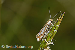 C225100: Crambus lathoniellus (Rüsselzünsler) an Gras