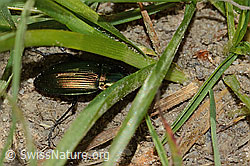 Kupferfarbener Buntgrabläufer (Poecilus cupreus) (C225103)