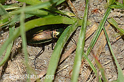 Kupferfarbener Buntgrabläufer (Poecilus cupreus) (C225104)