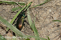 Kupferfarbener Buntgrabläufer (Poecilus cupreus) (C225106)