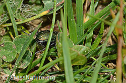 Kupferfarbener Buntgrabläufer (Poecilus cupreus) (C225110)