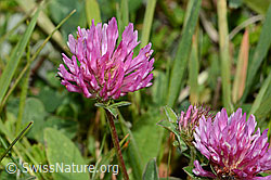C225117: Rot-Klee (Trifolium pratense)