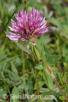 C225118: Rot-Klee (Trifolium pratense)