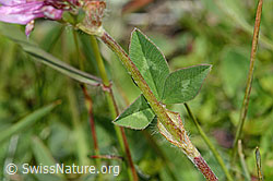 C225119: Rot-Klee (Trifolium pratense)
