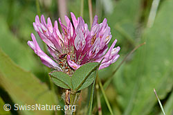 C225121: Rot-Klee (Trifolium pratense)