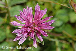 C225123: Rot-Klee (Trifolium pratense)