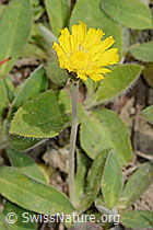 C225130: Langhaariges Habichtskraut (Hieracium pilosella)