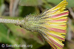 C225133: Langhaariges Habichtskraut (Hieracium pilosella)