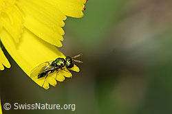 Erzwespe aus der Familie Pteromalidae auf Blume (C225140)