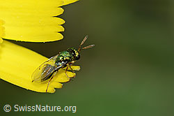 Erzwespe aus der Familie Pteromalidae auf Blume (C225146)