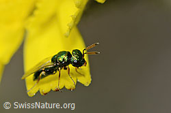 Erzwespe aus der Familie Pteromalidae auf Blume (C225149)