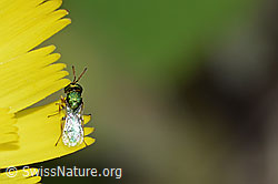 Erzwespe aus der Familie Pteromalidae auf Blume (C225159)
