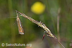 C225164: Crambus lathoniellus (Rüsselzünsler) an Gras