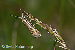 C225166: Crambus lathoniellus (Rüsselzünsler) an Gras