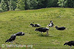 Hausrinder (Bos taurus) auf Alpweide (C225167)