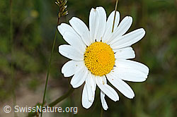 Gewöhnliche Wiesen-Margerite (Leucanthemum vulgare) (C225169)