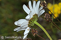 Gewöhnliche Wiesen-Margerite (Leucanthemum vulgare) (C225173)