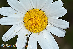 Gewöhnliche Wiesen-Margerite (Leucanthemum vulgare) (C225174)