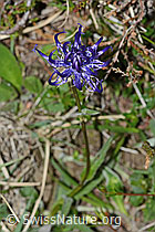 C225187: Rundköpfige Rapunzel (Phyteuma orbiculare)