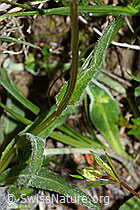 C225188: Rundköpfige Rapunzel (Phyteuma orbiculare)