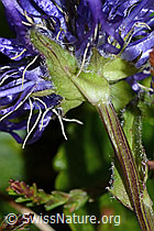 C225190: Rundköpfige Rapunzel (Phyteuma orbiculare)