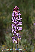 C225201: Langspornige Handwurz (Gymnadenia conopsea)