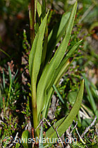 C225202: Langspornige Handwurz (Gymnadenia conopsea)