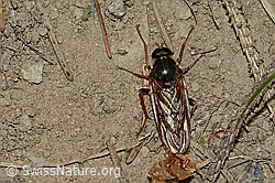 Coenomyia ferruginea (Stinkfliege) (C225206)