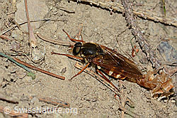 Coenomyia ferruginea (Stinkfliege) (C225210)