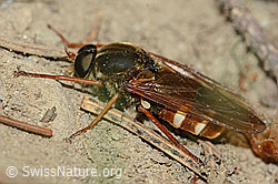 Coenomyia ferruginea (Stinkfliege) (C225216)