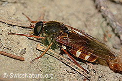 Coenomyia ferruginea (Stinkfliege) (C225217)