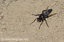 Gefleckte Makelfliege (Cyrtopogon maculipennis) (C225219)