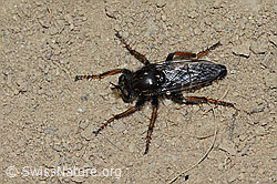 Gefleckte Makelfliege (Cyrtopogon maculipennis) (C225226)