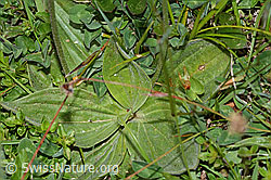 Foto: Mittlerer Wegerich (Plantago media)