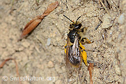 Foto: Gewöhnliche Dörnchensandbiene (Andrena humilis)
