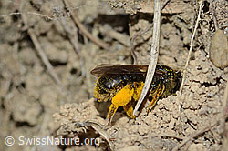 Foto: Gewöhnliche Dörnchensandbiene (Andrena humilis)