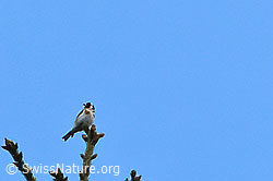 Distelfink (Carduelis carduelis) (30.05.2022, C225246)