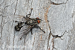 Graue Fleischfliege (Sarcophaga carnaria) (C225265)