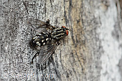 Graue Fleischfliege (Sarcophaga carnaria) (C225269)