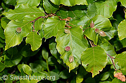 C225277: Pflanzengallen der Buchengallmücke (Mikiola fagi) an Rotbuche (Fagus sylvatica)