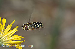 Mondfleck-Feldschwebfliege (Eupeodes luniger) auf Blume (C225339)