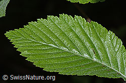 Neu in SwissNature.org: Bergulme (Ulmus glabra)