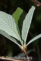 C225355: Bergulme (Ulmus glabra)