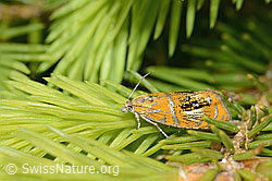 Prachtwickler (Olethreutes arcuella) auf Nadelbaum (C225364)